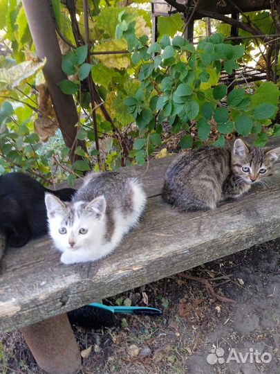 Котята в добрые руки. Вроде все котики)