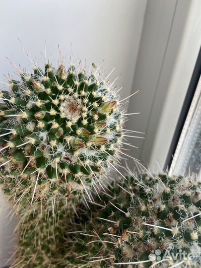 Кактус большой цветущий