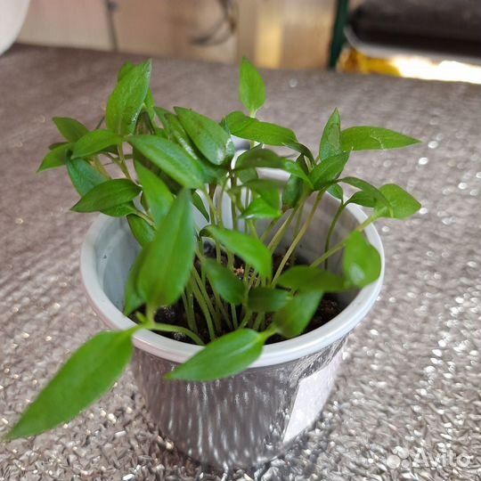 Перец рассада 25 шт