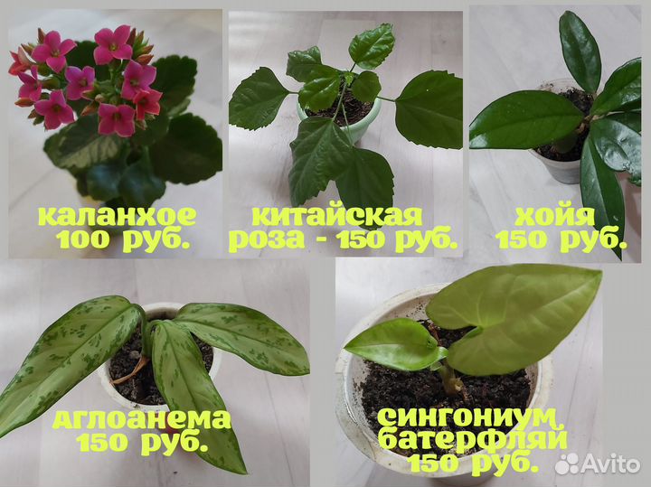 Продаю комнатные цветы