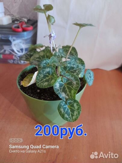 Продам цветы комнатные