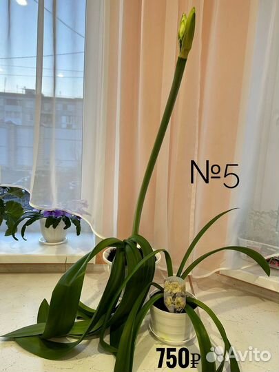 Комнатные цветы