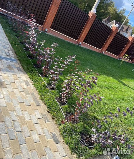 Рулонный газон под ключ