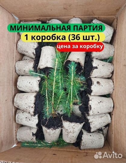 Сеянцы ели европейской зкс в розницу