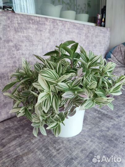 Коллизия alba