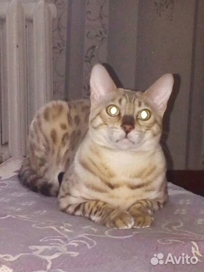 Вязка бенгал