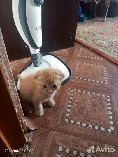 Котята в добрые руки бесплатно мальчик и девочка