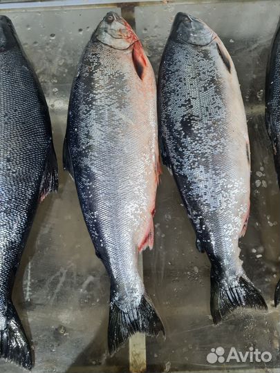 Рыба,икра,гребешки,креветки,крабы,устрицы