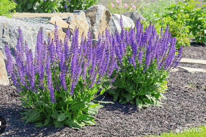 Саженцы садовых растений