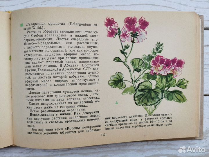 Акварельные иллюстрации комнатных растений в книге
