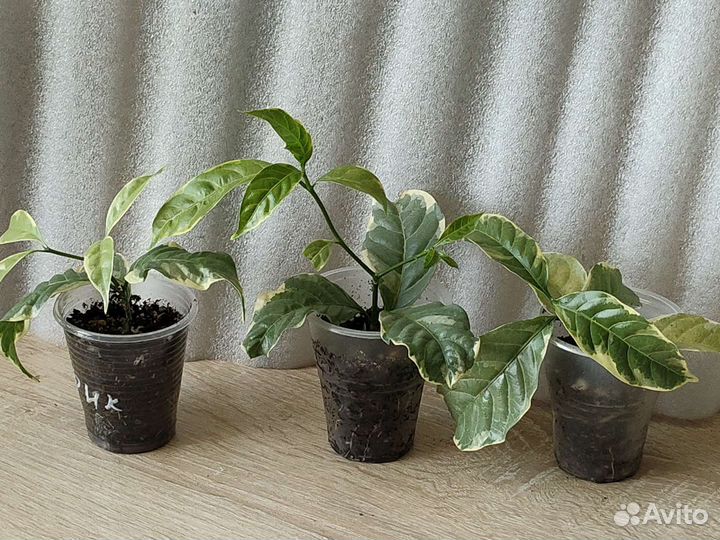 Табернемонтана и иксора вариегатные