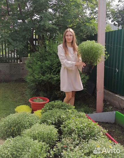 Хризантемы мультифлора