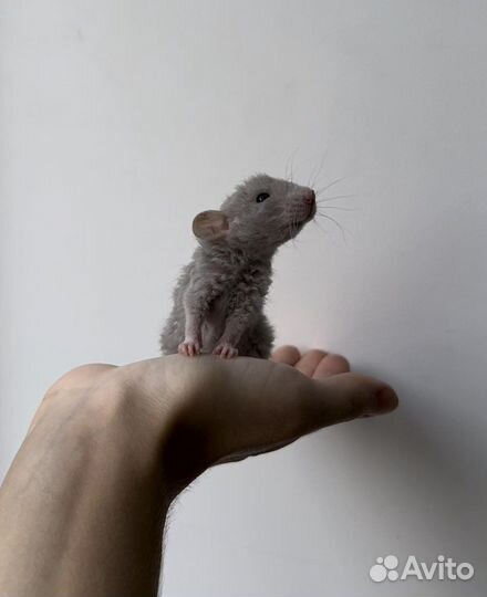 Крысята дамбо из проф. питомника