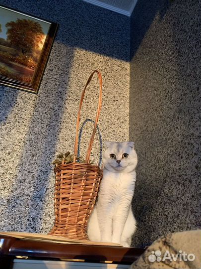 Вязка с котом
