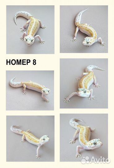 Эублефары купить взрослые