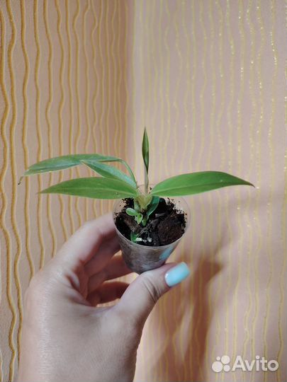 Филодендрон, сингониум, диффенбахия