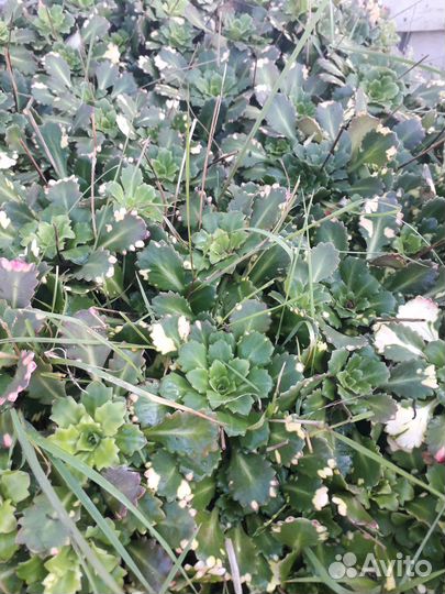 Цветы многолетки