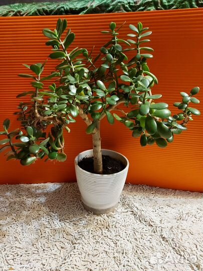 Крассула толстянка (денежное дерево)