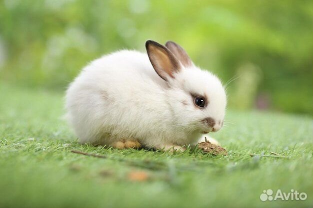 Карликовый кролик