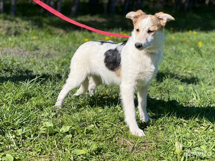 Щенок в добрые руки бесплатно из приюта