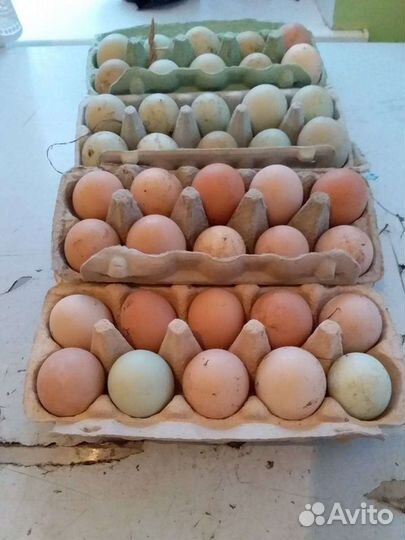 Домашние куриные яйца