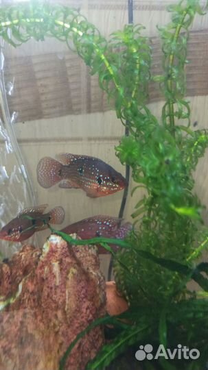 Хемихромис-красавец