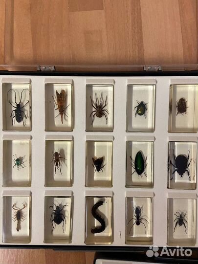 Насекомые и их знакомые