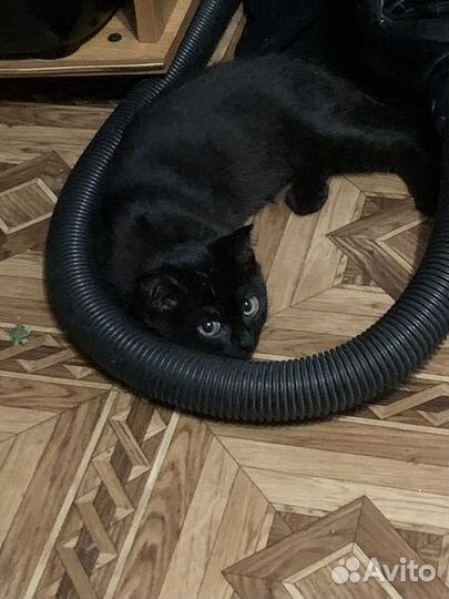 Шотланский вислоухий котенок