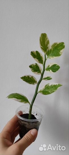 Педилантус