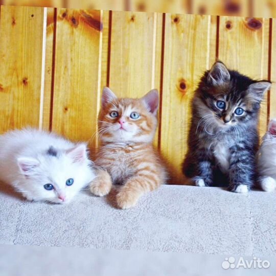 Котята, кошка в добрые руки, помогу найти