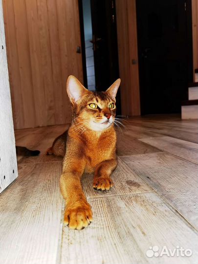 Чистокровные Абиссинцы Девчонки и Мальчишки