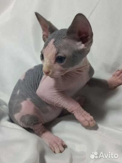 Канадский сфинкс