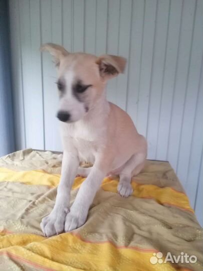 Щенки на охрану