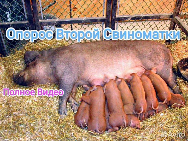 Поросята