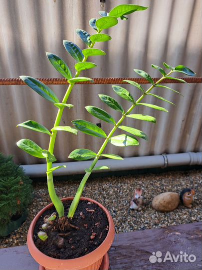 Замиокулькас