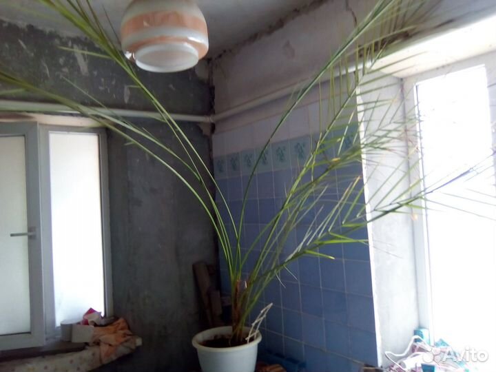 Пальма финиковая