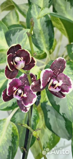 Орхидея Фаленопсис Восковик Беллинзона