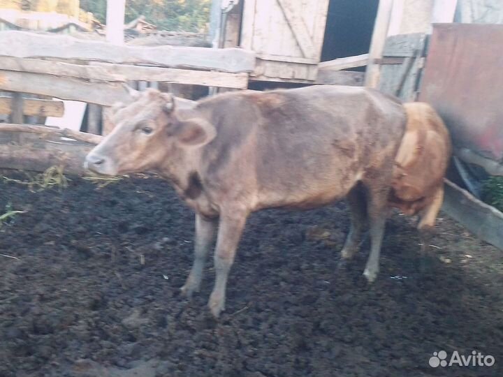 Коровы дойные молочные