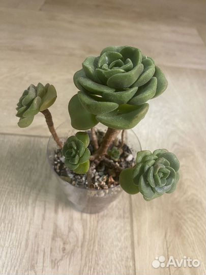 Суккуленты