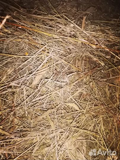 Сено луговое в мешках