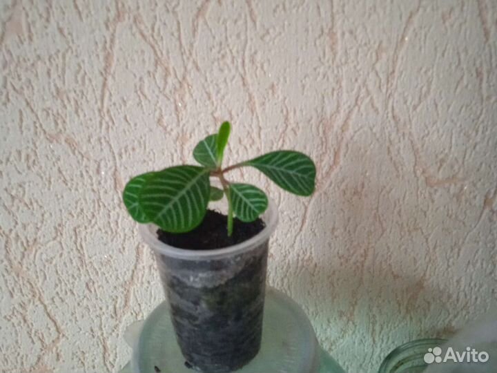 Молочай.рео традесканция