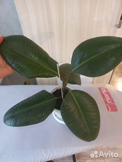 Фикус каучуконосный Робуста (Эластика)