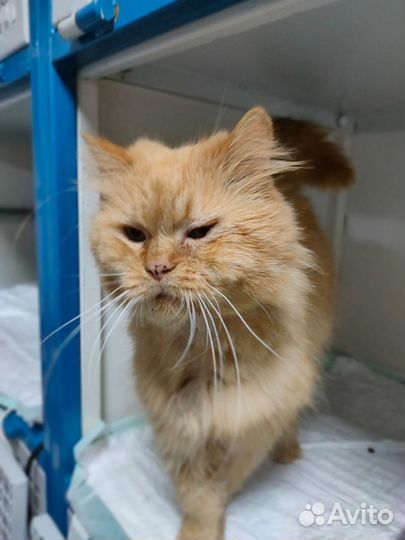 Кот