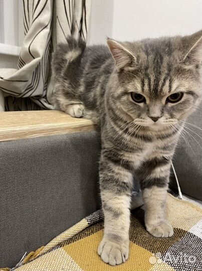 Кот шотландский прямоухий