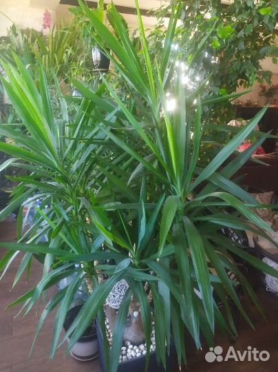 Пальма Юкка