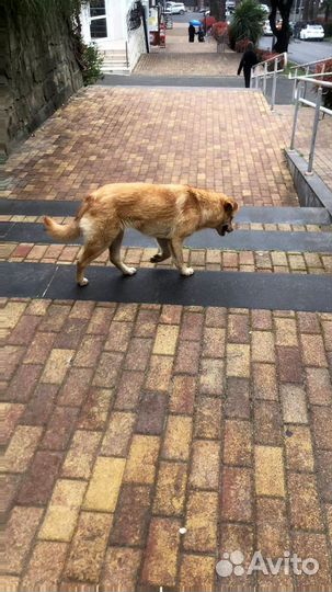 Тротуарная плитка с доставкой