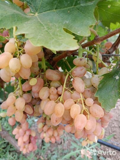 Виноград