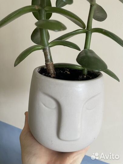 Толстянка в горшке