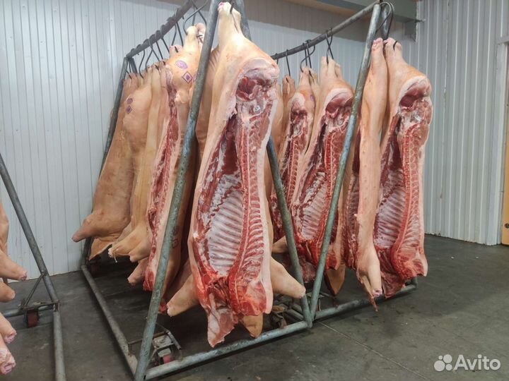Мясо свинина