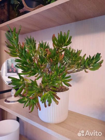 Крассула коралл